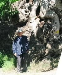 jen takhle urostlý jedlý kaštan u nás nemáme