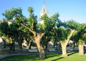 a za stromy se skrývá hradní věž Torre da Fortaleza