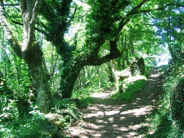 a jen malé lesíky skýtají trochu stínu