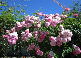 Za historii poutě jich byly tisíce