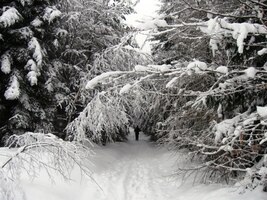 která je tak velebena v záhlaví alba