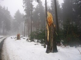 Stromy bývají větrem i vahou sněhu polámané