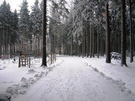 po lesních silničkách, cestách a pěšinách