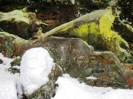 obrostlé mechy a lišejníky