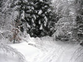 v zajetí pravé české zimy,