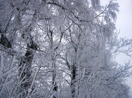 Odtrhněme ale zrak od jemného krajkoví sněhových vloček