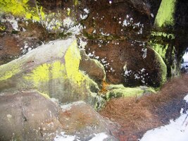 Flora je překvapivě barevná