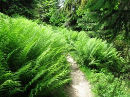 a kolem nás lesy až pralesy