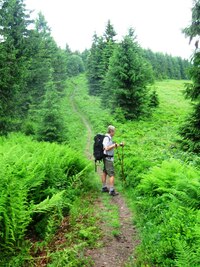 Bujnou vegetací hřebenovky Kysúckých Beskyd