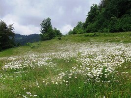obklíčen horskými kopretinami