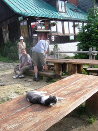 a přítulné polské kočky