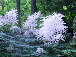 Kolem cesty to kvetlo