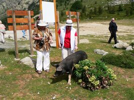 a setkali se tu s domácími vepříky, kteří zde žijí volně v lesích