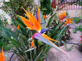 1 Ještě něco málo flóry a fauny, raději jen s čísly a beze slov