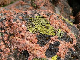 ale uschlé mechy, lišejníky a řasy,