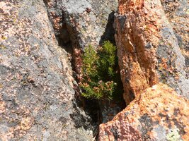 což je zblízka dobře patrno