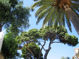 až pod tyto palmy u komplexu muzeí Citadella del Muzeí