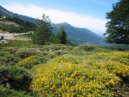 Květena je v červnu pestrá