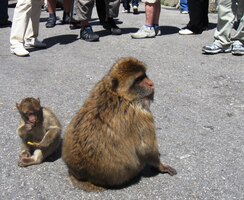 Třistahlavé stádo opic makaků