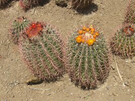 výjimečně též s červenými kloboučky