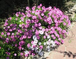 je tu spousta barevných květin,