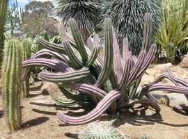 Některé kaktusy připomínají hady,