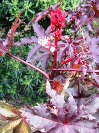 Barví svá plátna o překot