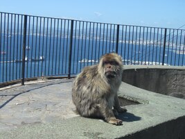 Toto je slečna Margarette