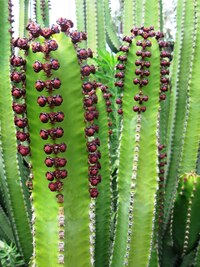 Korále nebo hrášek?