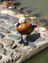 Tenhle zobatec je z toho na rozpacích