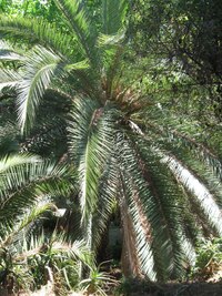 ale převládají palmy všeho druhu