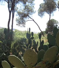 s bytelnou základnou kaktusů