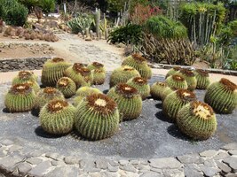 ale dominuje tu pichlavá zelená,