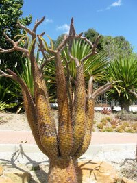 jiné zase chobotnice a olihně