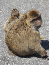 Tohle je ale hlavní symbol Gibraltaru