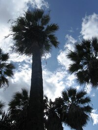 Je plný exotické fl=ory