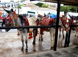 a pouliční stáje oslíků