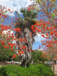 a kus nad nimi jim konkurují tato