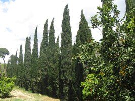 i v této švadroně cypřišů