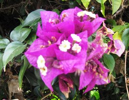 Nashle flóro, jdeme za architekturou!