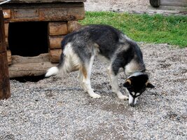 Nepřízeň počasí proto využíváme k návštěvě psí farmy
