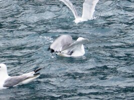 a stávají se potravou obrovských hejn nenasytných racků