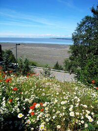 Vyhlídka na záliv Cook Inlet z městského parku