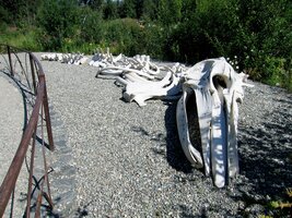 kostry podivuhodných zvířat