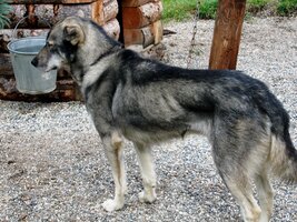 Chovají zde psy různých plemen a velikostí