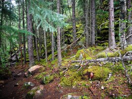 My ostatní si jdeme cestu jen očuchat