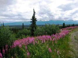 Dominující květinou je tady vrbka (nebo vrbovka?)