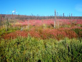 jsou obrovské plochy vyhořelých lesů