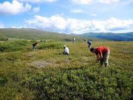 Po cestě jsme sbírali borůvky