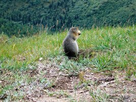 a neukázněně krmíme místní hlodavce